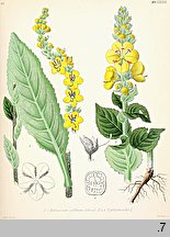 Verbascum phlomoides