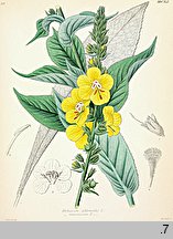 Verbascum phlomoides