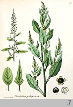 Chenopodium polyspermum