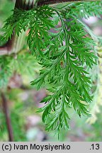 Artemisia annua (bylica roczna)