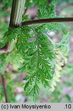 Artemisia annua (bylica roczna)