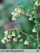 Artemisia annua (bylica roczna)