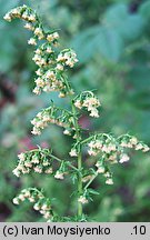 Artemisia annua (bylica roczna)