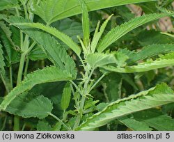 Urtica pubescens