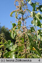 Urtica pubescens