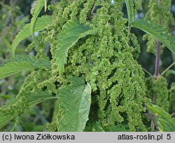 Urtica pubescens