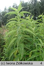 Urtica pubescens