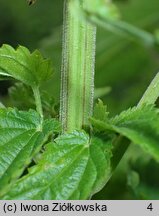 Urtica pubescens