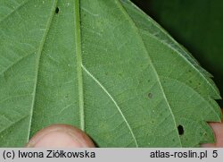 Urtica pubescens