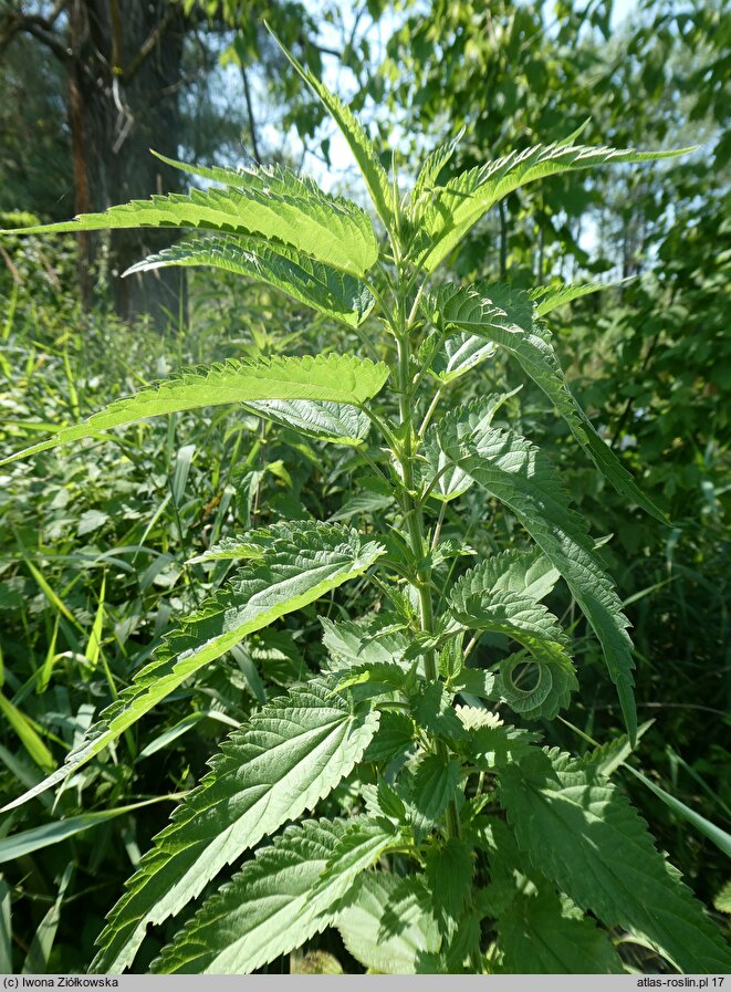 Urtica pubescens