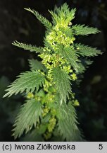 Urtica urens (pokrzywa żegawka)