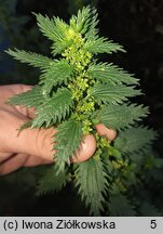 Urtica urens (pokrzywa żegawka)