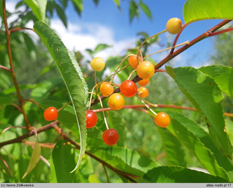 Prunus pensylvanica