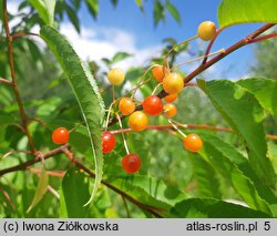 Prunus pensylvanica