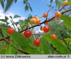 Prunus pensylvanica