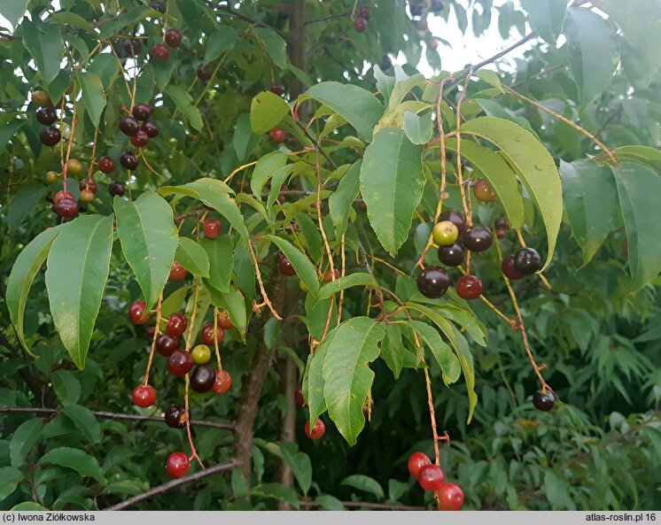 Prunus serotina ssp. salicifolia (czeremcha późna kapulinka)