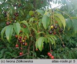 Prunus serotina ssp. salicifolia (czeremcha późna kapulinka)