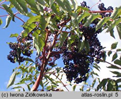 Aralia stipulata