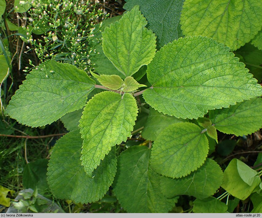 Boehmeria holosericea