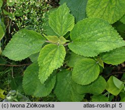 Boehmeria holosericea