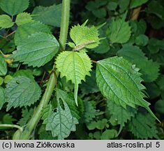 Boehmeria japonica (szczmiel japoński)