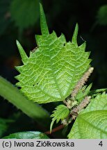 Boehmeria japonica (szczmiel japoński)