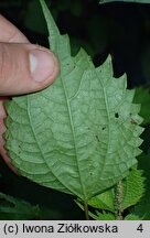 Boehmeria japonica (szczmiel japoński)