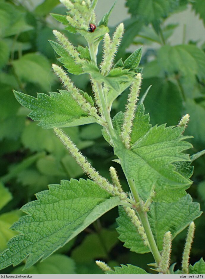 Boehmeria longispica