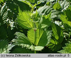 Boehmeria longispica