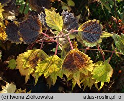 Boehmeria platanifolia (bemeria platanolistna)