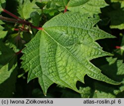 Boehmeria platanifolia (bemeria platanolistna)