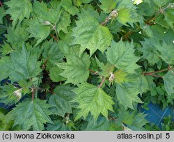 Boehmeria platanifolia (bemeria platanolistna)