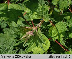 Boehmeria platanifolia (bemeria platanolistna)