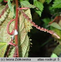 Boehmeria spicata