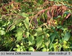 Boehmeria spicata