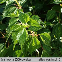 Boehmeria spicata