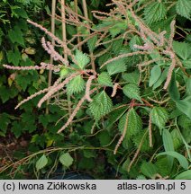 Boehmeria spicata