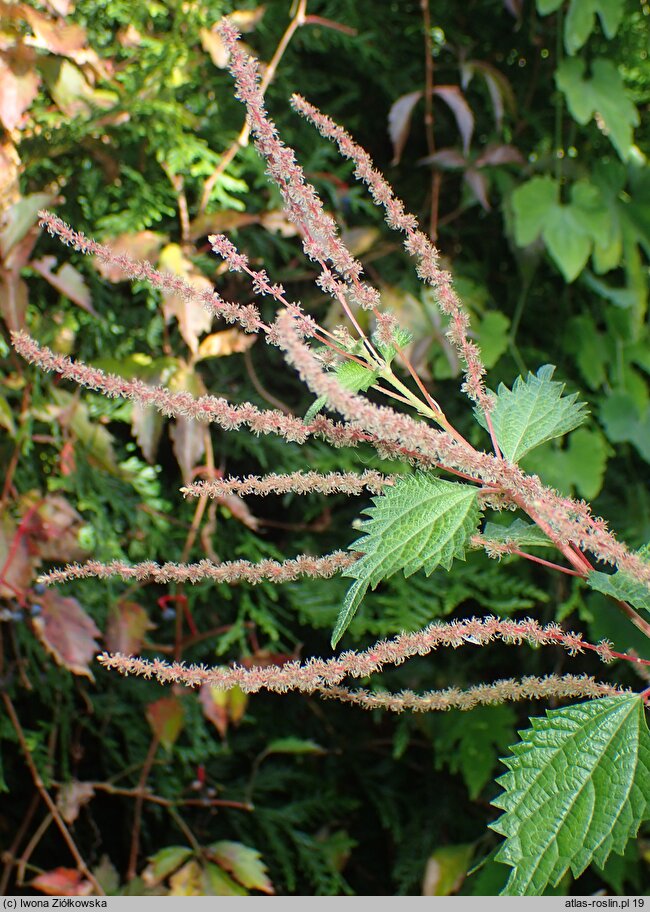 Boehmeria spicata