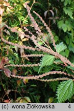 Boehmeria spicata