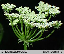 Bunium bulbocastanum (rzepnik bulwiasty)