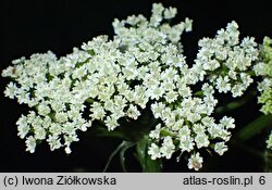 Bunium bulbocastanum (rzepnik bulwiasty)