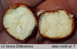 Castanea crenata (kasztan jadalny (japoński))