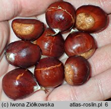 Castanea crenata (kasztan jadalny (japoński))