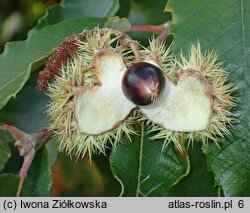 Castanea pumila (kasztan niski)