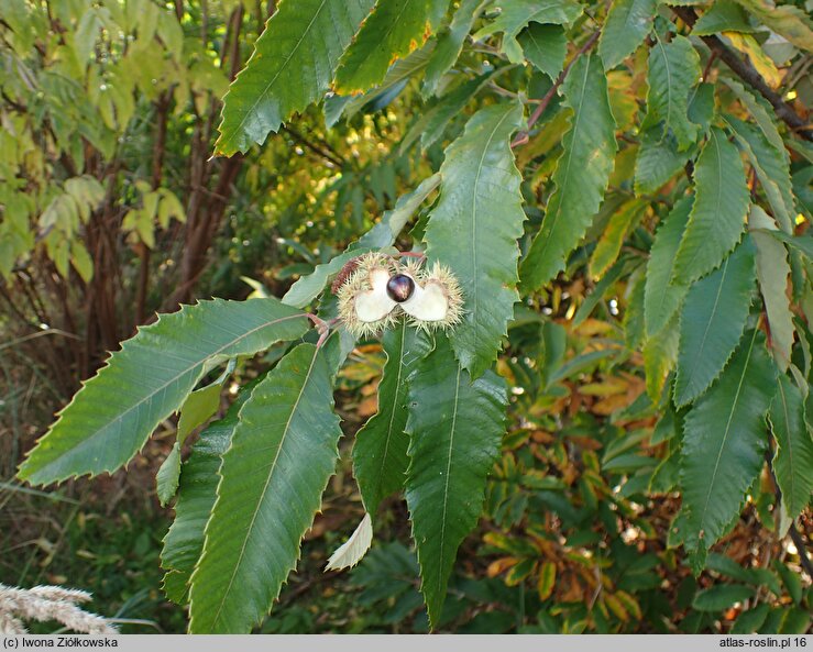 Castanea pumila (kasztan niski)