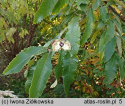 Castanea pumila (kasztan niski)