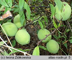 Chaenomeles cathayensis var. wilsonii (pigwowiec katajski odm. Wilsona)