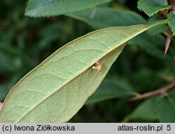 Chaenomeles cathayensis var. wilsonii (pigwowiec katajski odm. Wilsona)