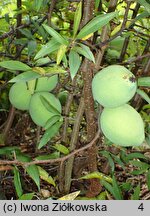 Chaenomeles cathayensis var. wilsonii (pigwowiec katajski odm. Wilsona)