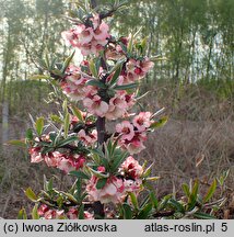 Chaenomeles cathayensis var. wilsonii (pigwowiec katajski odm. Wilsona)